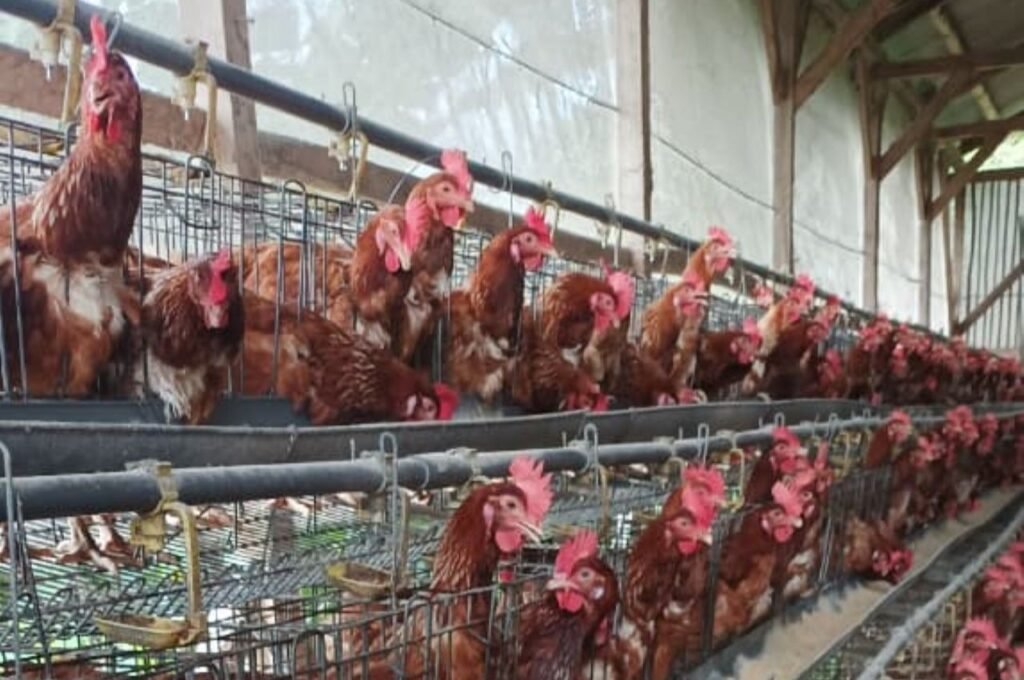 Ayam Layer & Broiler