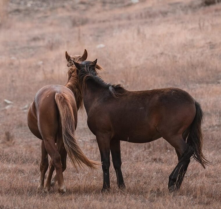 Equine