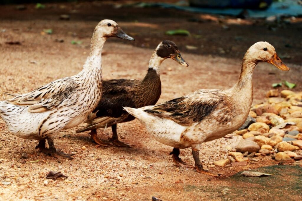 Bebek
