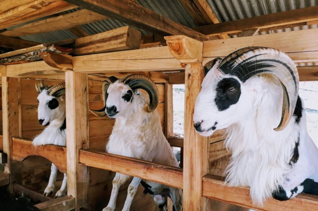 Kambing & Domba