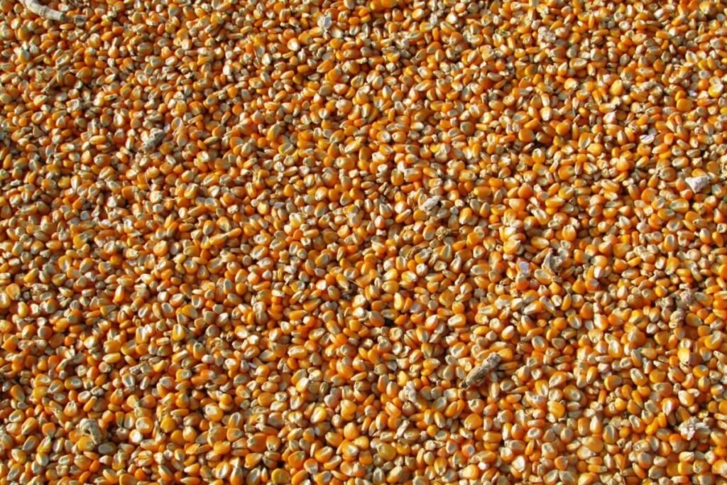 Corn Grain (Jagung)