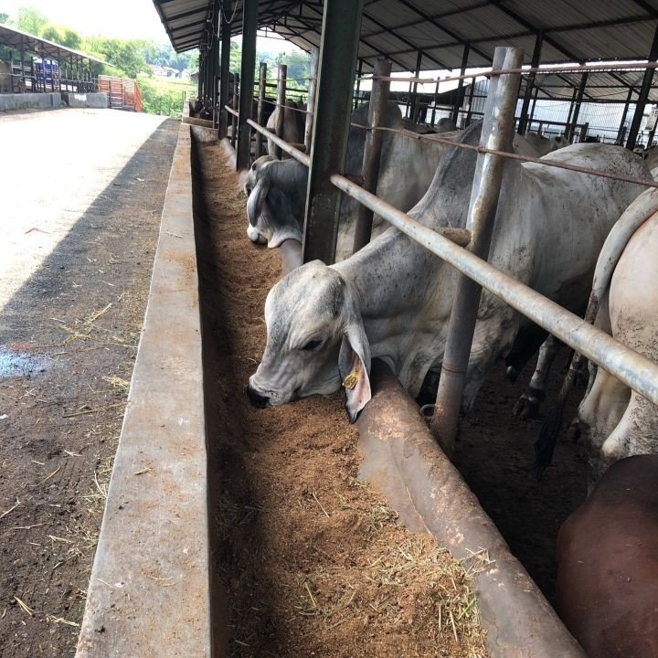 Kandang Sapi