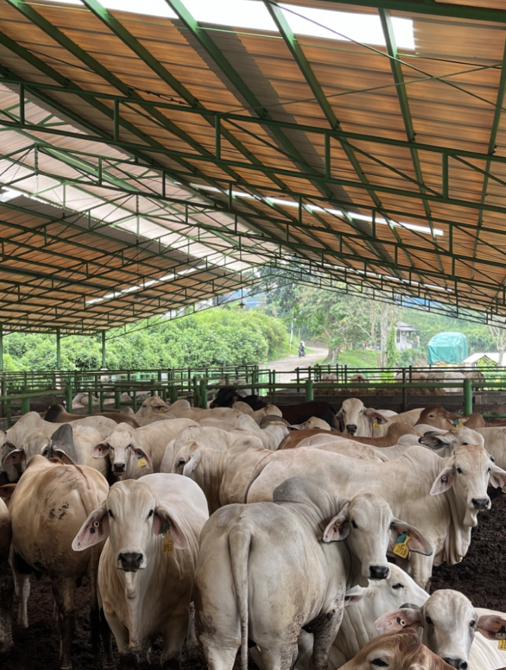 sapi3