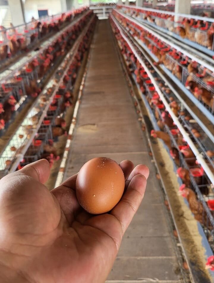 telur2-e1759419056882